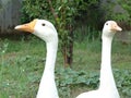 White american pekin duck looking opposite