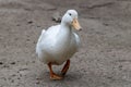 White american pekin duck Royalty Free Stock Photo