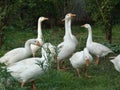 White american pekin ducks talking with each other