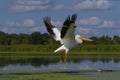 White american pelican Pelecanus erythrorhynchos Royalty Free Stock Photo