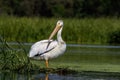 White American pelican(Pelecanus erythrorhynchos) Royalty Free Stock Photo