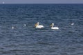 White American pelican(Pelecanus erythrorhynchos) Royalty Free Stock Photo