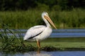 White American pelican(Pelecanus erythrorhynchos) Royalty Free Stock Photo