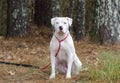 White American Pitbull Terrier dog with blue eye sitting Royalty Free Stock Photo