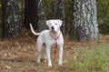 White American Pitbull Terrier dog with blue eye Royalty Free Stock Photo