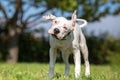 White American Staffordshire Terrier young dog shaking Royalty Free Stock Photo