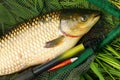 The White Amur - Grass Carp.