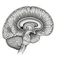 White anatomical illustration of a human brain in a sagittal section Royalty Free Stock Photo