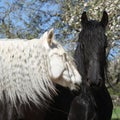 White andalusian horse with black friesian horse Royalty Free Stock Photo