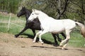 White andalusian horse with black friesian horse Royalty Free Stock Photo