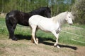 White andalusian horse with black friesian horse Royalty Free Stock Photo