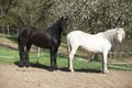 White andalusian horse with black friesian horse Royalty Free Stock Photo