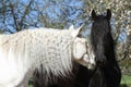 White andalusian horse with black friesian horse Royalty Free Stock Photo