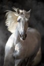 White andalusian horse in motion Royalty Free Stock Photo