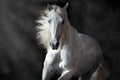 White andalusian horse in motion Royalty Free Stock Photo