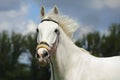 White andalusian horse portrait on blue sky background Royalty Free Stock Photo