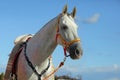 White andalusian horse portrait on blue sky background Royalty Free Stock Photo