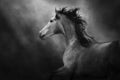 White andalusian horse portrait Royalty Free Stock Photo