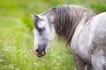 White andalusian horse Royalty Free Stock Photo