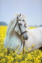 White andalusian horse portrait Royalty Free Stock Photo