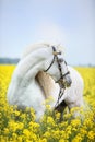 White andalusian horse portrait Royalty Free Stock Photo