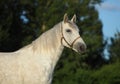 White andalusian horse portrait on summer nature background Royalty Free Stock Photo