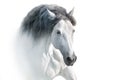 White horse with long mane portrait Royalty Free Stock Photo