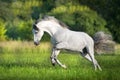 White Andalusian horse r Royalty Free Stock Photo