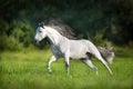 White Andalusian horse