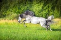White Andalusian horse runs Royalty Free Stock Photo