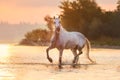 White andalusian horse in water Royalty Free Stock Photo