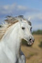 White andalusian stallion running in the fields Royalty Free Stock Photo