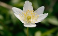 White anemone - 1