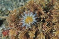 White anemone on algae Royalty Free Stock Photo