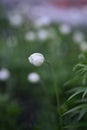 White anemone bud on the foggy green field