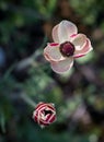 White anemone Coronaria flower Royalty Free Stock Photo