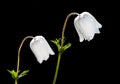 White Anemone coronaria flowers Royalty Free Stock Photo