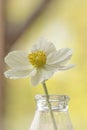 White anemone, flooded with light