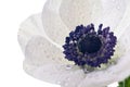 White anemone flower