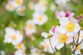 White Anemone Flower Anemone hupehensis, macro Royalty Free Stock Photo