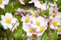 White Anemone Flower Anemone hupehensis, macro Royalty Free Stock Photo
