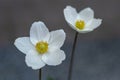 White anemone flower. Delicate bud with a yellow core. Garden flowers. Summer plant in the flower bed. Royalty Free Stock Photo