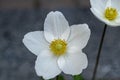 White anemone flower. Delicate bud with a yellow core. Garden flowers. Summer plant in the flower bed. Royalty Free Stock Photo