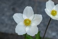 White anemone flower. Delicate bud with a yellow core. Garden flowers. Summer plant in the flower bed. Royalty Free Stock Photo