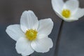 White anemone flower. Delicate bud with a yellow core. Garden flowers. Summer plant in the flower bed. Royalty Free Stock Photo