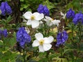 White anemone flower mixed with blue indigo in garden Royalty Free Stock Photo