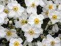 White anemone flowers in formal historical garden Royalty Free Stock Photo