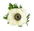 White anemone flower and leaves