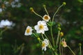 White anemone flower and unripe seedheads in Regent`s Park of London Royalty Free Stock Photo