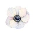 White anemone flower watercolor illustration. Light airy poppy flower for greeting cards, wedding, mothers day designs